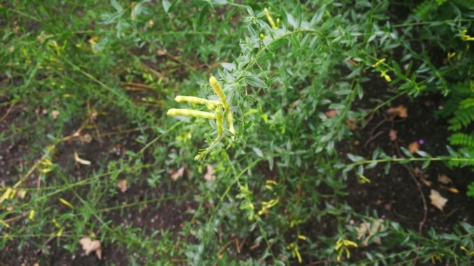 Kručinka barvířská: oblíbená rostlina pro zisk žlutého barviva na barvení látek a vlny