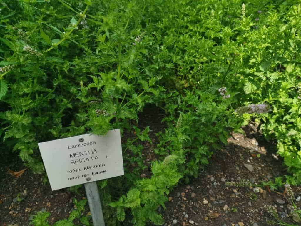 Máta peprná - léčivá rostlina s vysokým obsahem mentolu