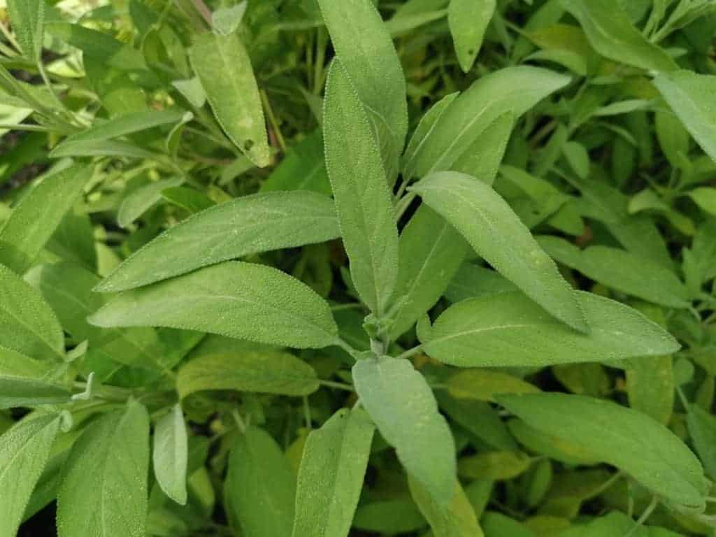 Šalvěj lékařská - všestranná bylinka, která vám pomůže při žaludečních i střevních problémech