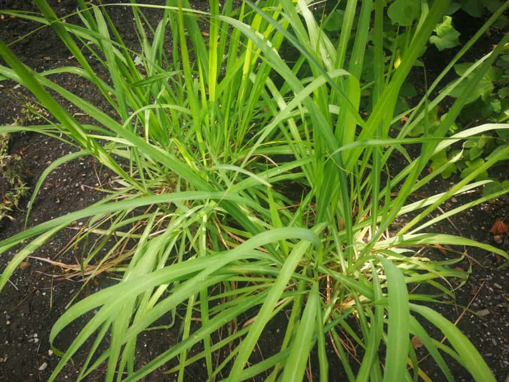 Citrónová tráva: skvělá bylinka při přípravě moderních pokrmů. Navíc je zdravá