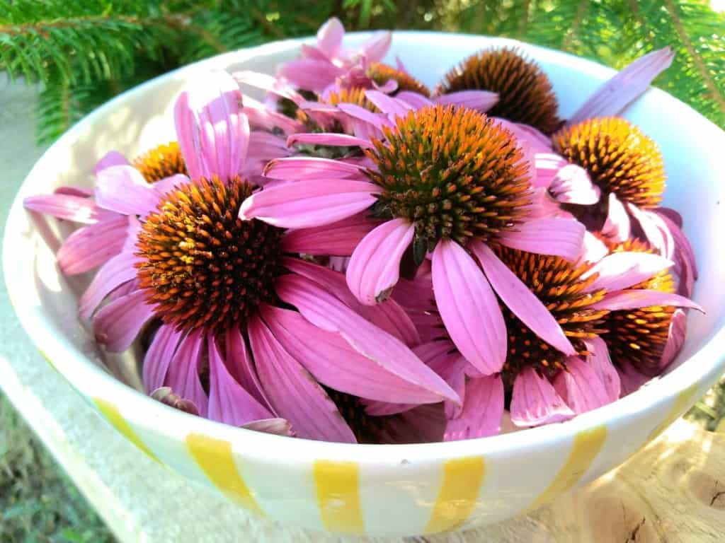 Třapatka nachová (echinacea): bylinka, která se řadí mezi účinná přírodní antibiotika