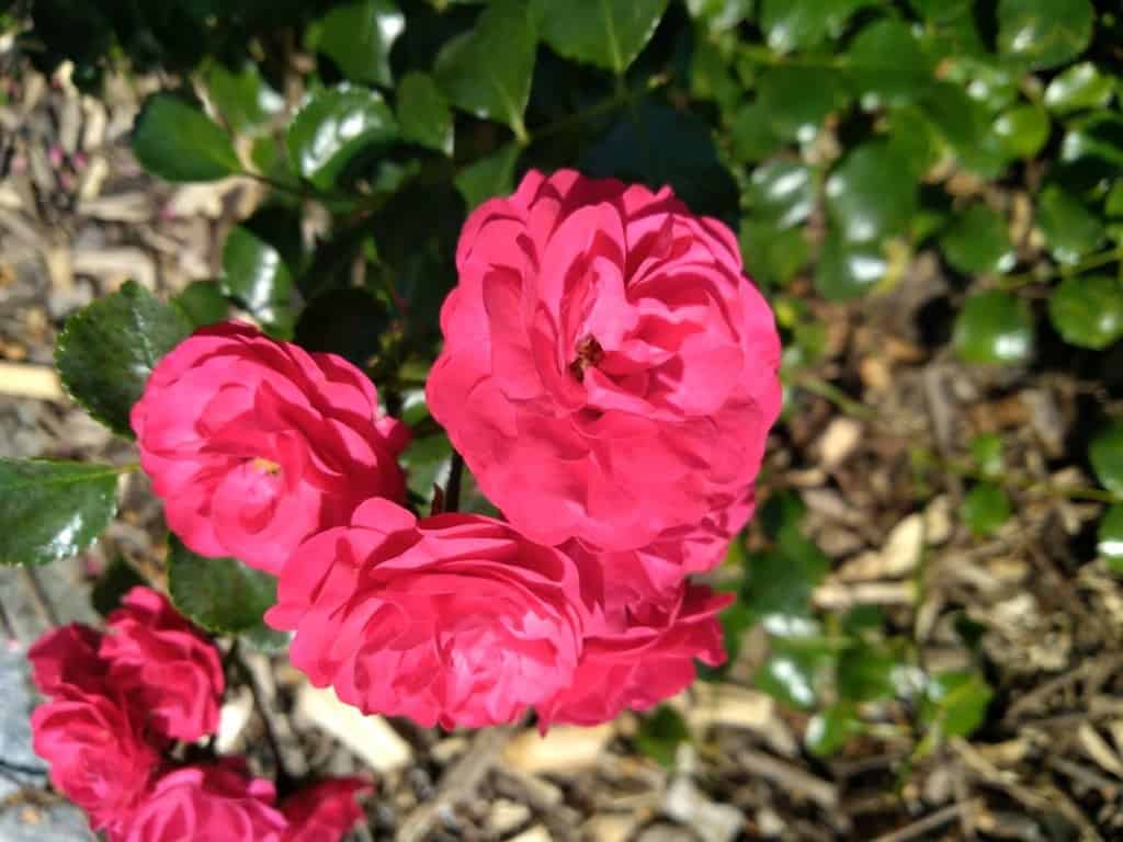 Růžová voda z růže (recept) - pro zklidnění suché, citlivé nebo stárnoucí pokožky