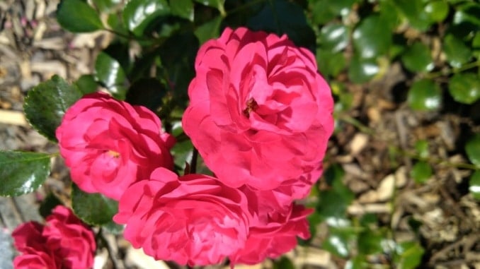 Čaj z růže stolisté (recept) - proti nadměrně silné menstruaci