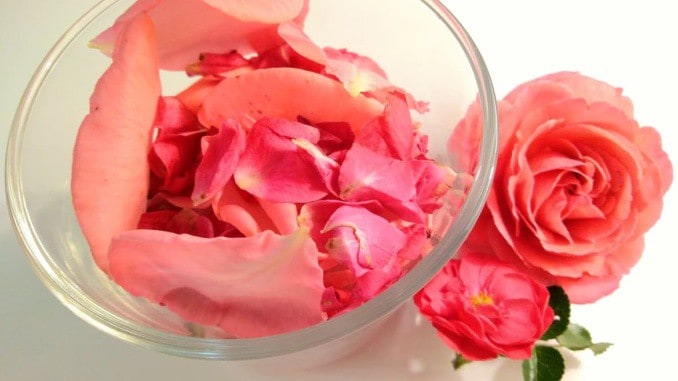 Růžová voda z růže (recept) - pro zklidnění suché, citlivé nebo stárnoucí pokožky