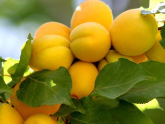 Meruňky: velmi zdravé ovoce, které posiluje imunitu i lidskou psychiku