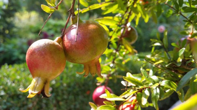 Granátové jablko (marhaník granátový): ovoce, které dokáže pomoci našemu srdci