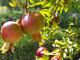 Granátové jablko (marhaník granátový): ovoce, které dokáže pomoci našemu srdci