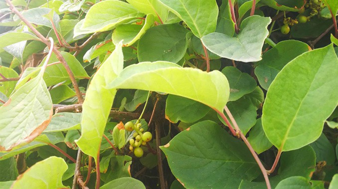 Schizandra: jedna z nejdůležitějších rostlin čínské medicíny