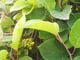Schizandra (klanopraška) čínská: jedna z nejdůležitějších rostlin čínské medicíny