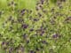 Tolice vojtěška neboli alfalfa: zapomenutá superpotravina