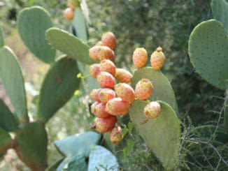 Opuncie mexická: přírodní antioxidant pro jarní detoxikaci. Pomoci navíc může i s kocovinou