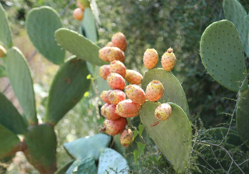 Opuncie mexická: přírodní antioxidant pro jarní detoxikaci. Pomoci navíc může i s kocovinou