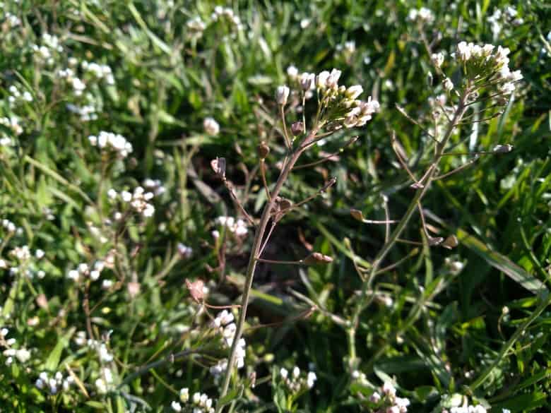 Kokoška pastuší tobolka - víte, jaké má účinky na zdraví? Kokoška pastuší tobolka - víte, jaké má účinky na zdraví?