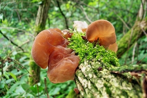 Jidášovo ucho: velmi zdravá houba, jíž lze sbírat celoročně