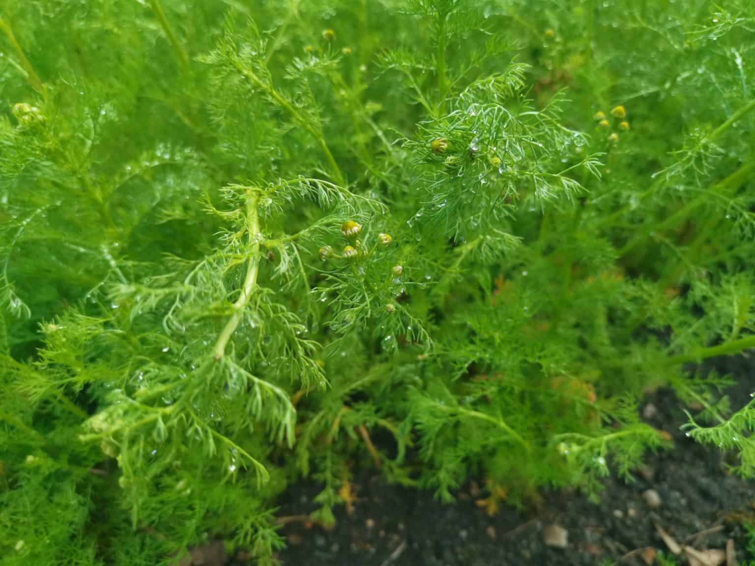 Heřmánek pravý a jeho účinky a využití → Bylinkovo.cz