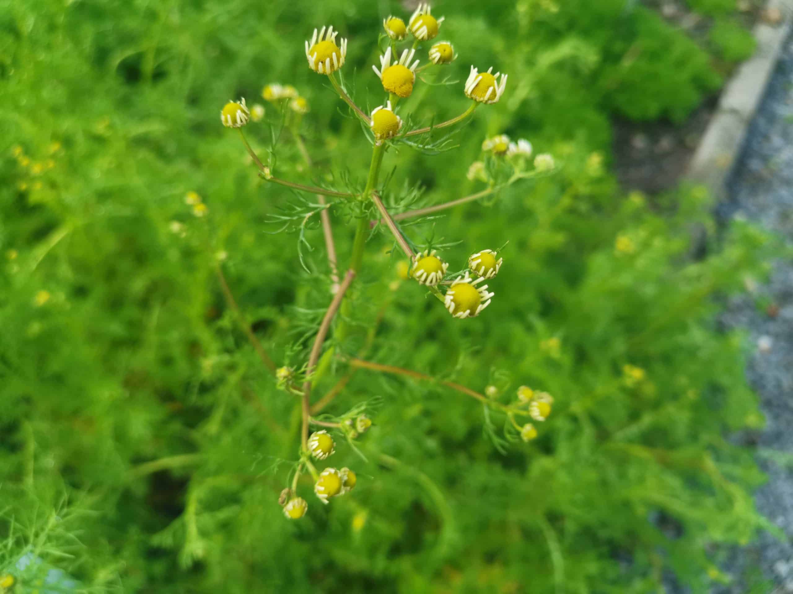 Heřmánek pravý (heřmánkový čaj) a jeho účinky a využití → Bylinkovo.cz
