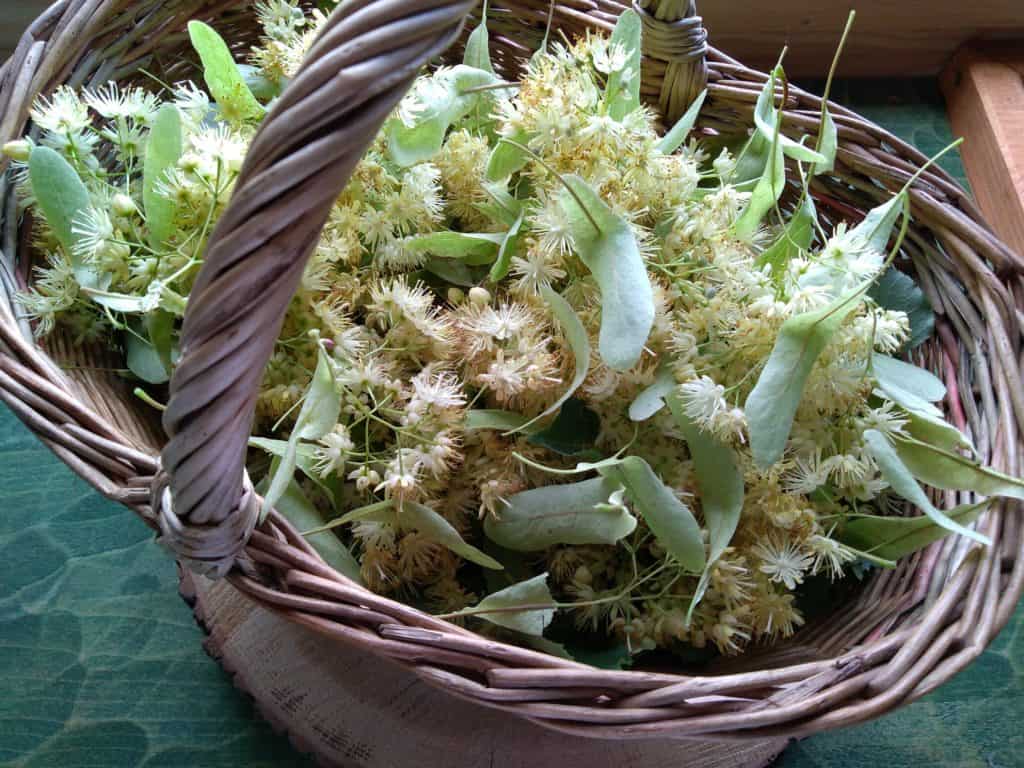 Lipový sirup (recept) - přírodní lék na nachlazení