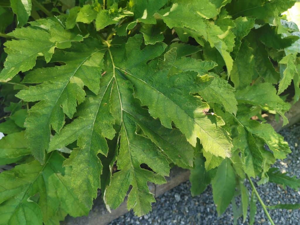 Leuzea saflorová: účinná léčivá bylina ze Sibiře