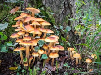 Penízovka sametonohá (enoki): výtečná houba, kterou lze sbírat i přes zimu