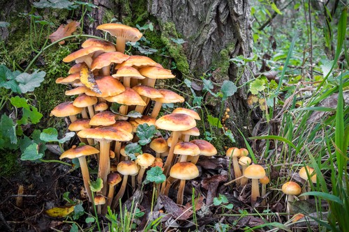 Penízovka sametonohá (enoki): výtečná houba, kterou lze sbírat i přes zimu