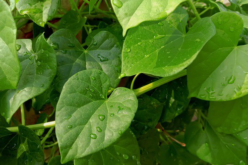 Chebule srdčitá (guduchi): tradiční ájurvédská rostlina známá jako „nektar nesmrtelnosti“