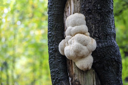 Korálovec ježatý: velmi vzácná a bizarně vyhlížející houba. Najdete ji i u nás