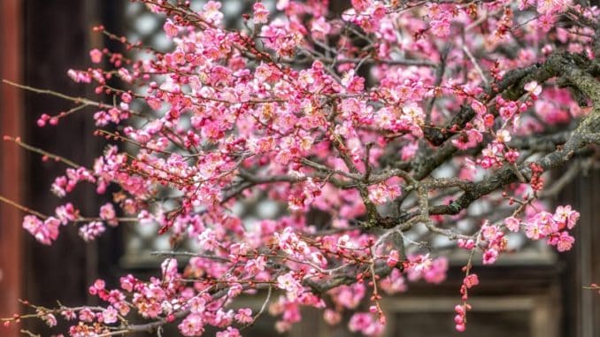 Meruňka japonská plodí „švestičky“, z nichž se vyrábí umeboshi a umeocet