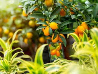 Citroník japonský (kumquat): ovoce s vysokým obsahem vitamínu C