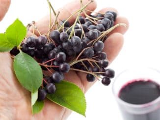 Temnoplodec (arónie) vytváří plody, které patří mezi superpotraviny
