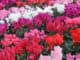 Brambořík perský: krásná vánoční rostlina, která kvete hlavně v zimě