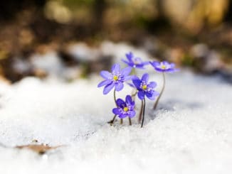 Jaterník podléška: posel jara, který může pomoci játrům i žlučníku