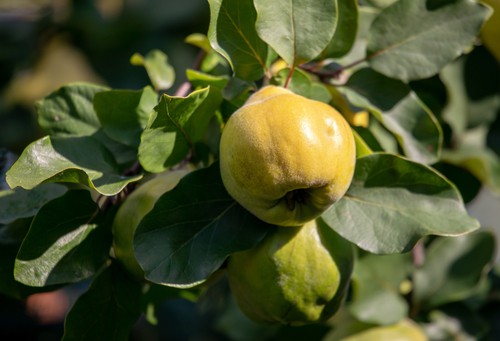 Kdoule (kdouloň obecná): zdravé ovoce, které u nás téměř vymizelo