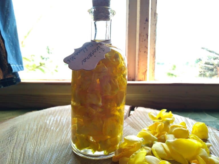 Šípkový sirup – účinky a recept na domácí výrobu