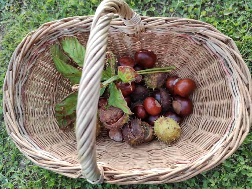 Kaštanové mazání (recept): pomáhá s křečovými žilami i artritidou