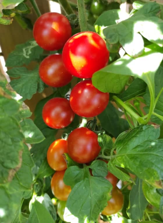 Sušená rajčata v troubě (recept): v lednici vám vydrží až jeden rok