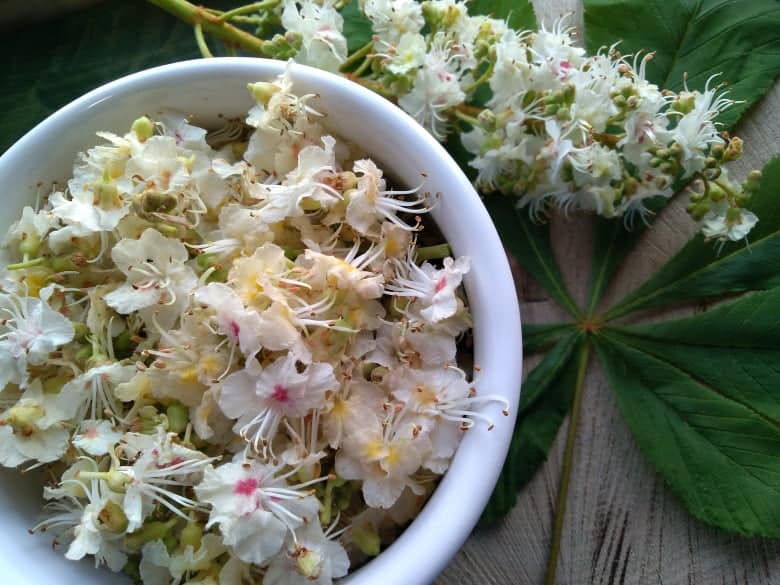 Tinktura z květů kaštanu (recept): účinný přírodní lék na cévní potíže