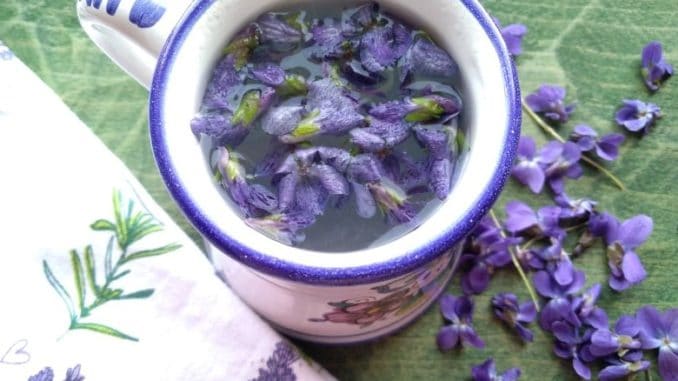 Čaj z violky vonné (recept): pomůže při dráždivém kašli