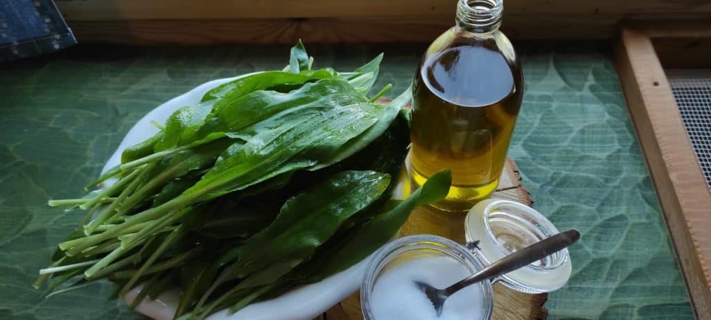 Medvědí česnek v olivovém oleji (recept): celoroční zásobárna živin