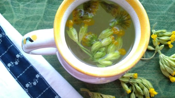 Voňavý bylinkový čaj z podbělu uvolňuje hleny při kašli (recept)