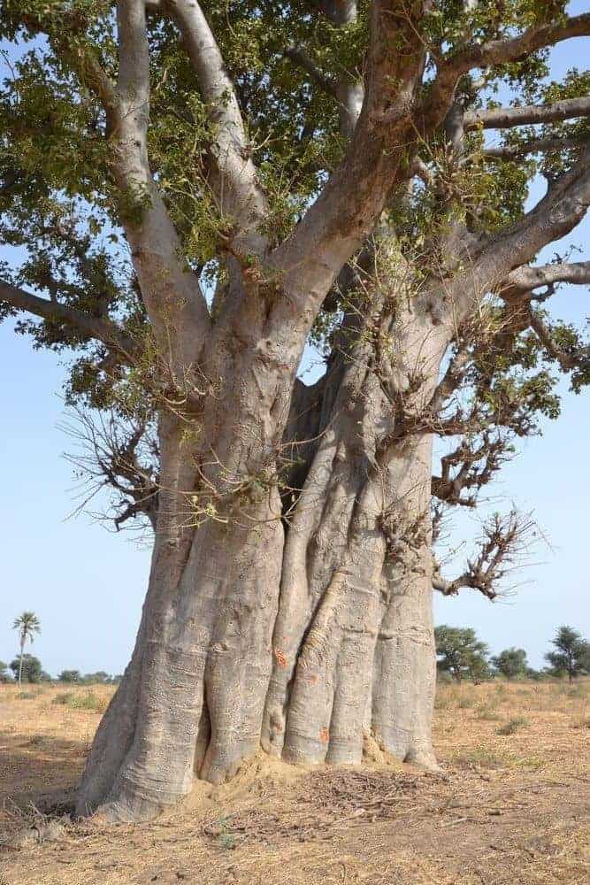 Baobab: prášek z plodů je považován za superpotravinu budoucnosti